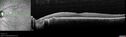 POHS_ancer_061617_12.jpg