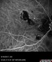 POHS_ancer_061617_24.jpg