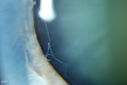 51077_013.JPG